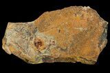 Xiphosurida Arthropod - Horseshoe Crab Ancestor #179428-1